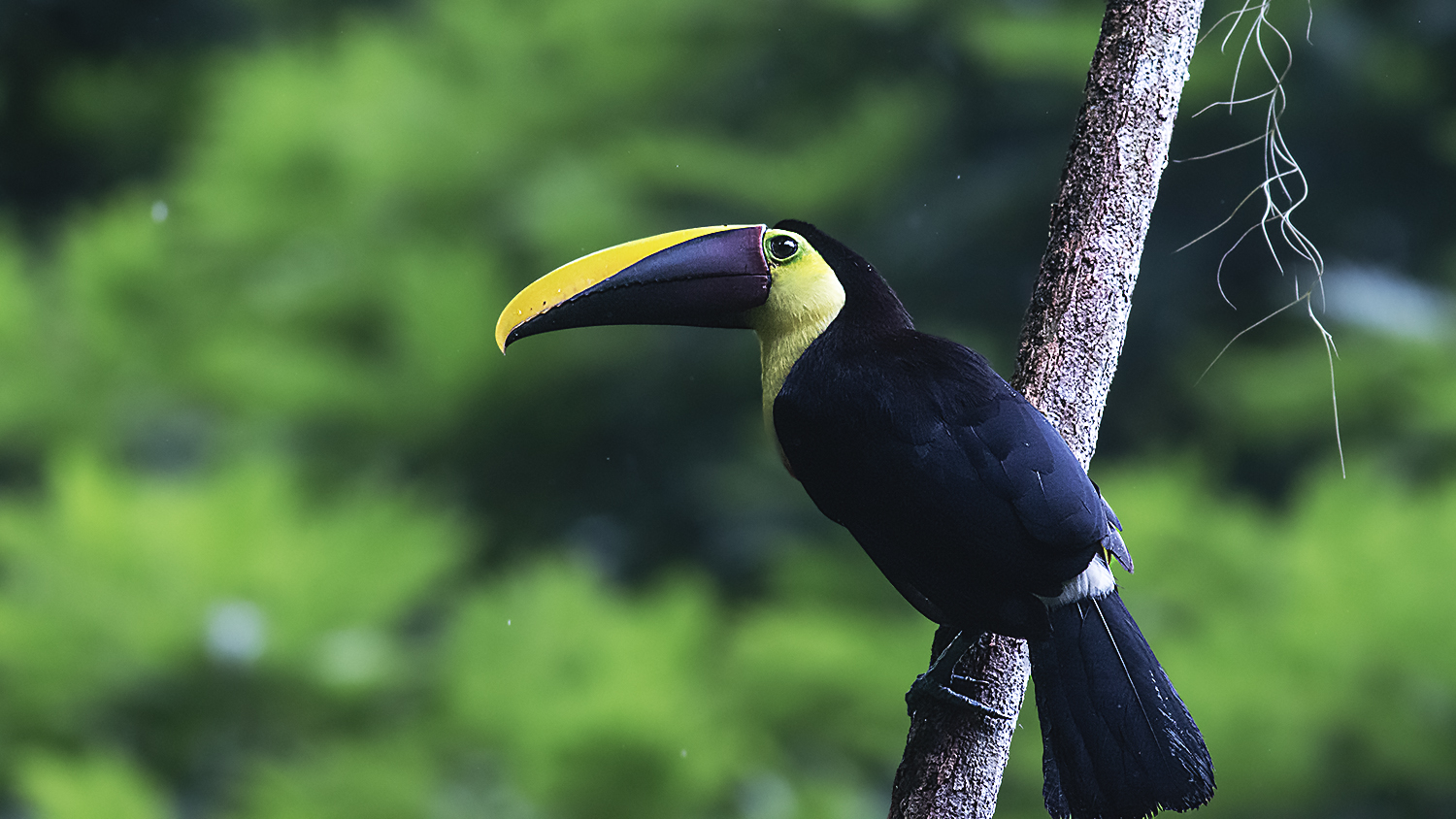 Yellow-throated Toucan